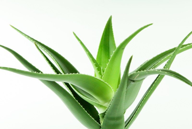 Aloes zwyczajny (Aloe vera)