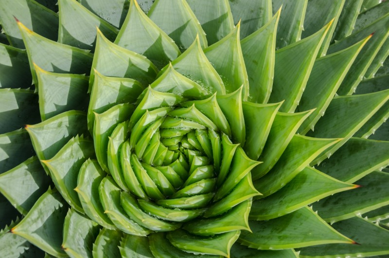 Aloes Spiralny, aloes wielkolistny (Aloe polyphylla)