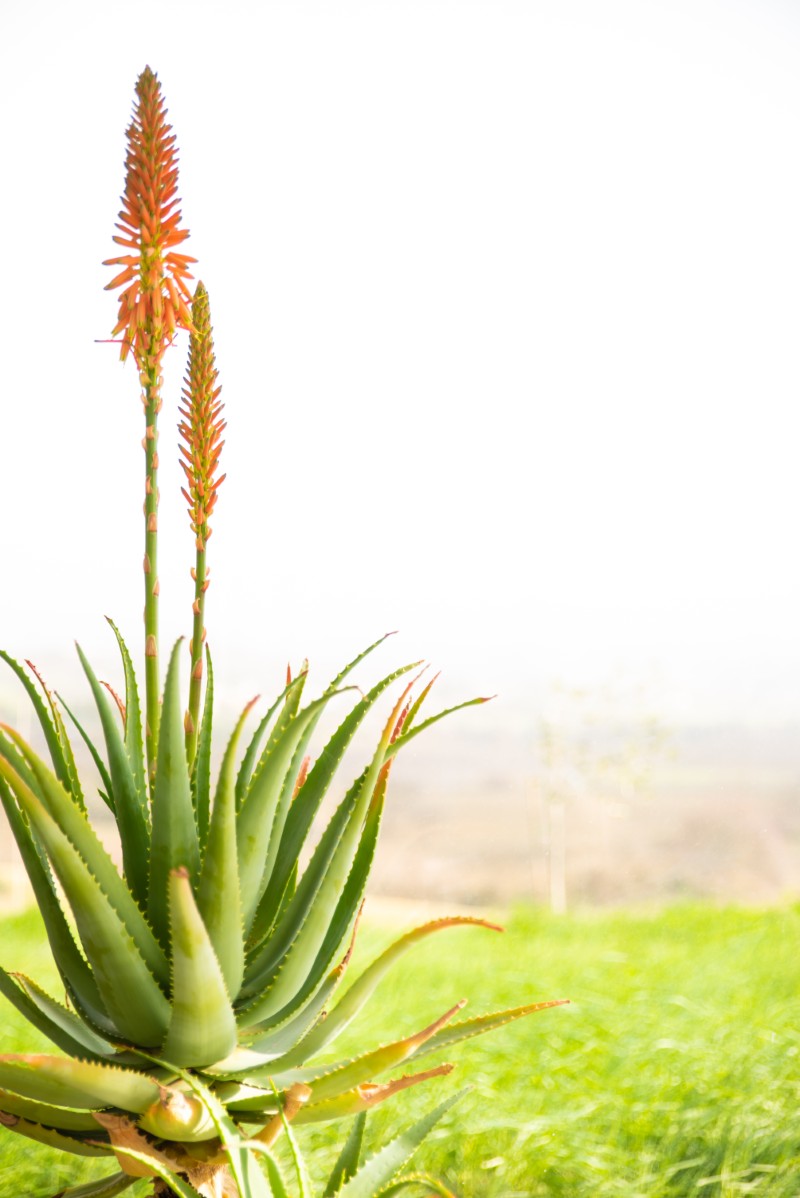 Aloes drzewiasty (Aloe arborescens)