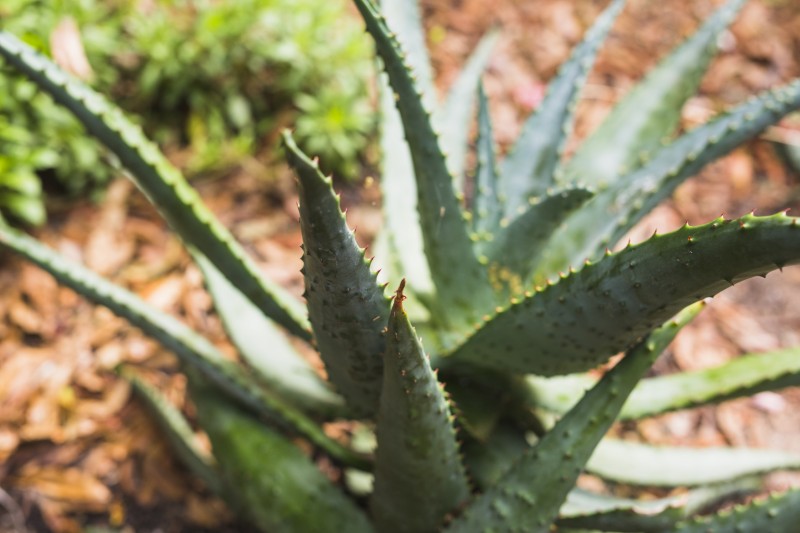 Aloes kolczasty (Aloe ferox)