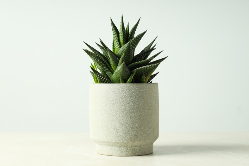 Aloes krótkolistny (Aloe brevifolia)