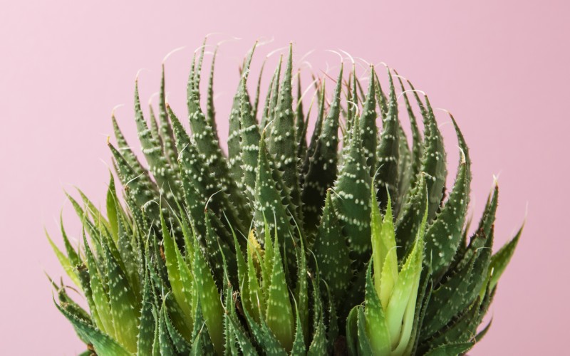 Aloes ościsty (Aloe aristata)