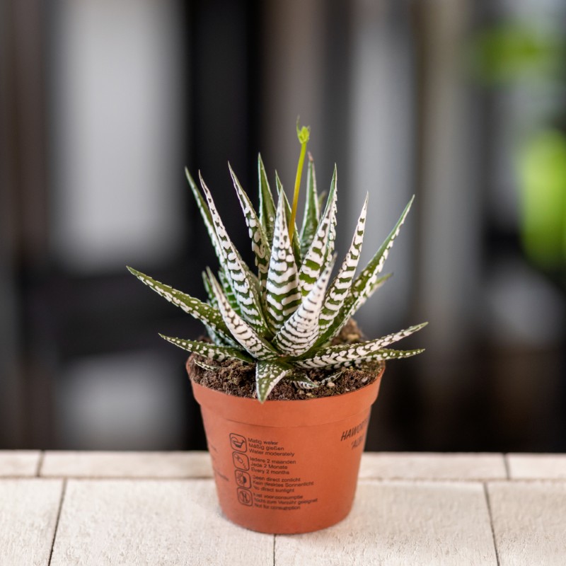 Aloes tygrysi (Aloe variegata)