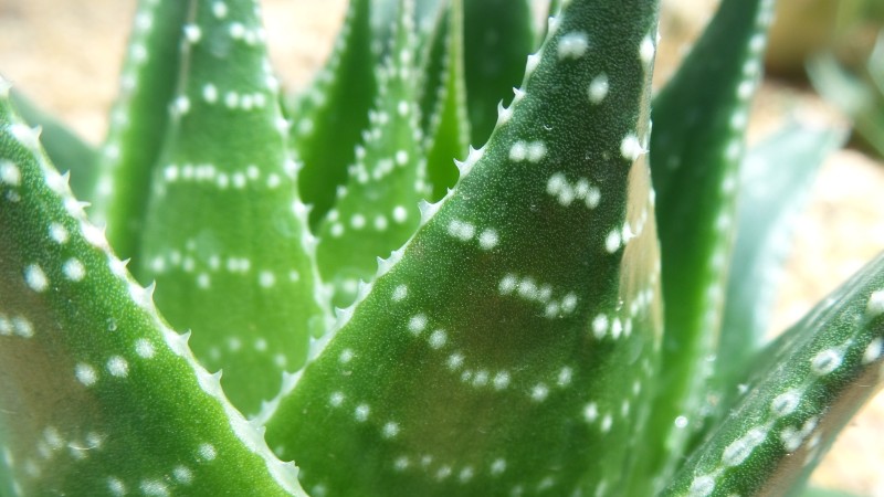 Aloes ościsty - zbliżenie na liście z białymi plamkami, które wyglądają jak malowane
