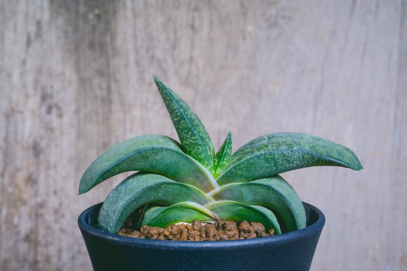 Na zdjęciu Gasteria Gracilis, na której idealnie widać specyficzne ułożenie liści w dwóch rzędach