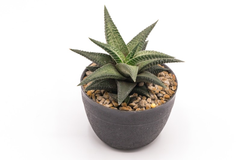 Na zdjęciu Haworsja Limifolia Variegat