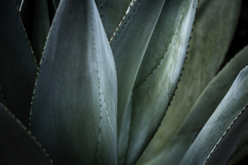Aloes, agawa czy haworsja? Jak odróżnić popularne sukulenty?